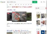 两狗大战眼镜蛇 狗主人观战_360搜索