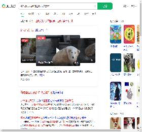 偷吃墓园贡品的边牧已被禁足_360搜索