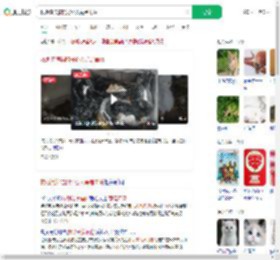 救助流浪猫的好心人竟是毒贩_360搜索